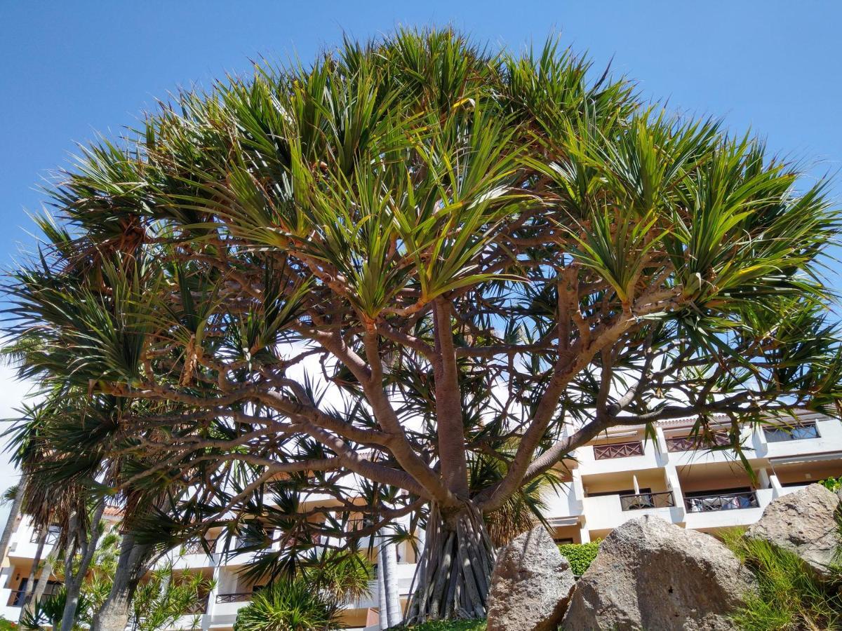 Forest Flat - Big Heated Pool, Terrace, Tv Channels, Golf Courses San Miguel de Abona Bagian luar foto